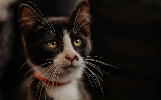 Black cat serious red collar free wallpaper - medium preview image