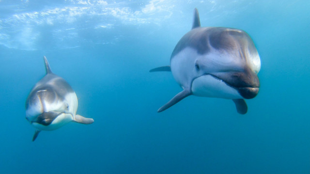 Dolphins underwater sunlight puzzle wildlife free wallpaper - medium preview image