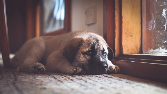 Dog laying by window blurry free wallpaper - medium preview image