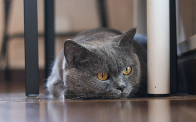 Gray cat laying curious floor free wallpaper - medium preview image
