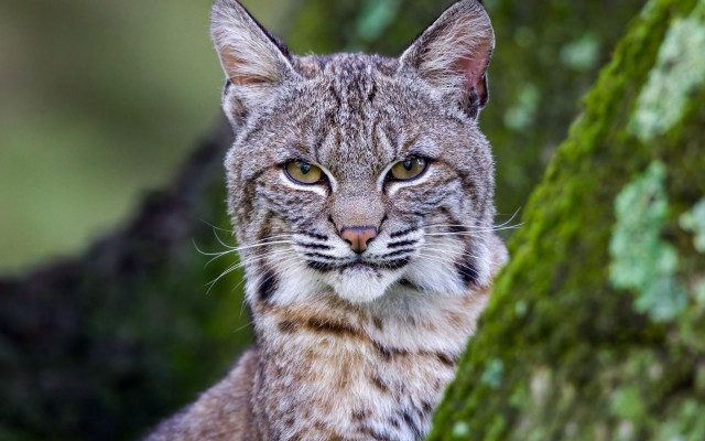 Cat moss trunk blurry nature free wallpaper - medium preview image