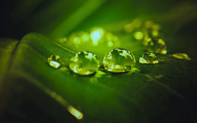 Leaf water drops green background #2 free wallpaper - medium preview image