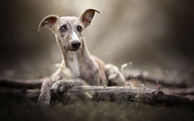 Dog sitting log grass sad free wallpaper - medium preview image