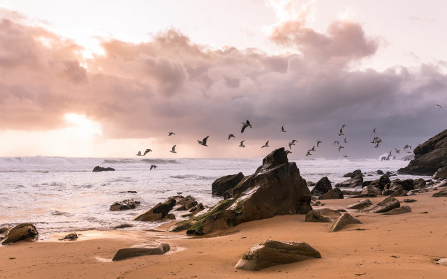 Birds beach ocean clouds sunset free wallpaper - medium preview image