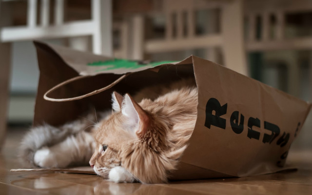 Cat paper bag shiba inu free wallpaper - medium preview image