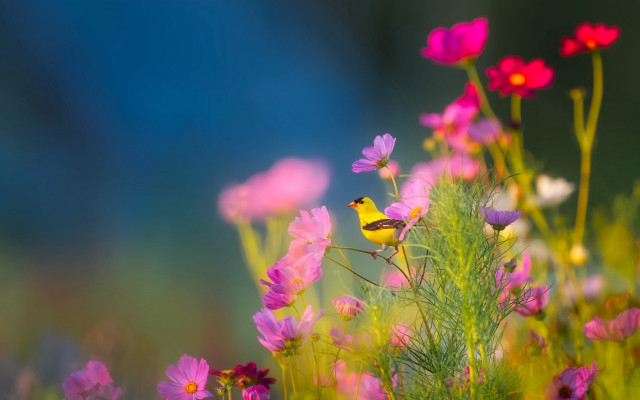 Bird flower field nature blurry free wallpaper - medium preview image