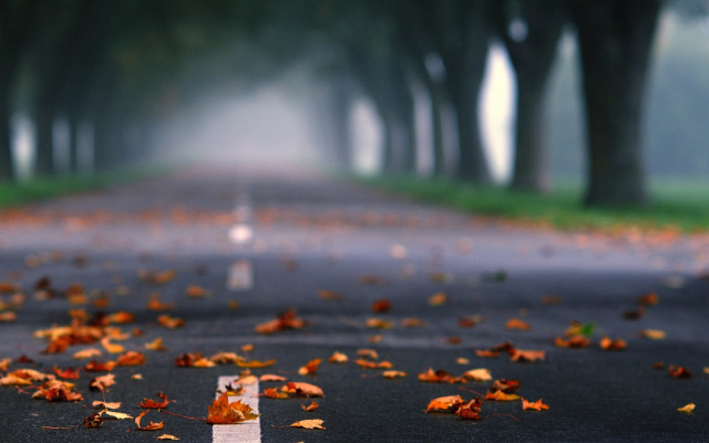 Road leaves fog autumn blurry free wallpaper - medium preview image