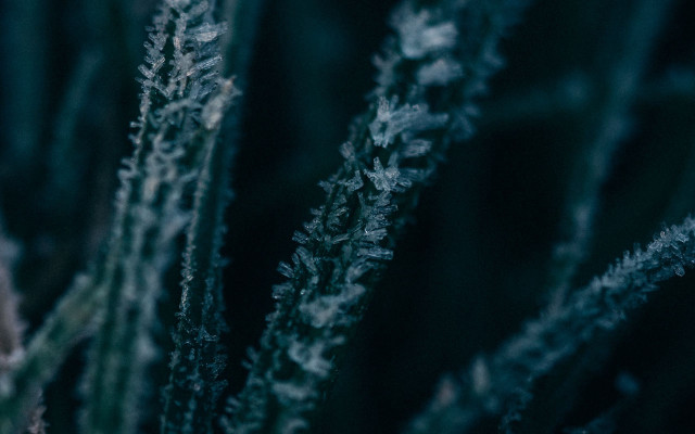 Plant thin leaves macro winter free wallpaper - medium preview image