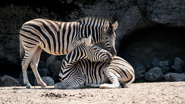 Zebra couple dirt field rocks free wallpaper - medium preview image
