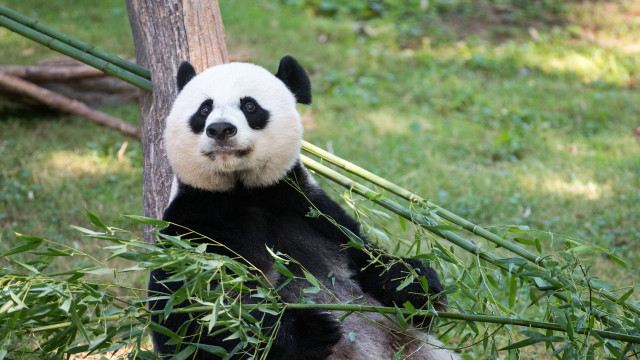 Panda bamboo grass tree outdoors free wallpaper - medium preview image