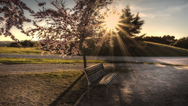Bench tree sunset tiltshift lensflare free wallpaper - medium preview image