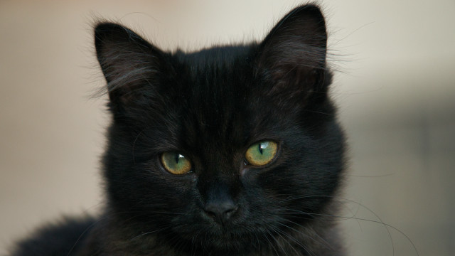 Black cat green eyes gothic #12 free wallpaper - medium preview image