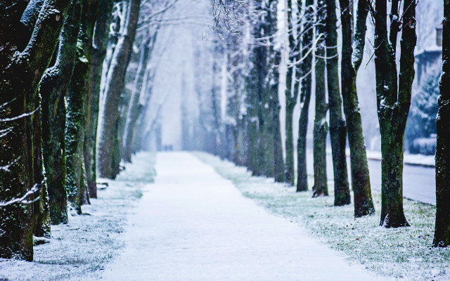 Snowy path trees snow ground free wallpaper - medium preview image
