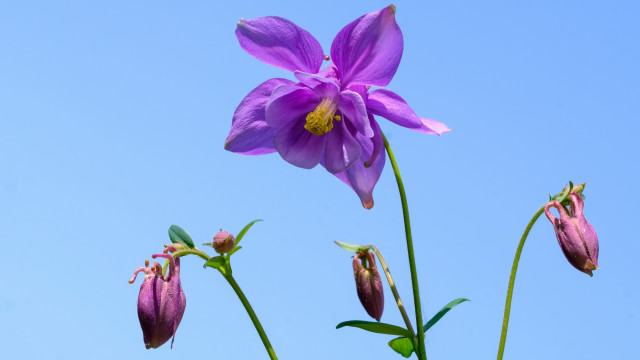 Purple flower yellow stamen macro free wallpaper - medium preview image