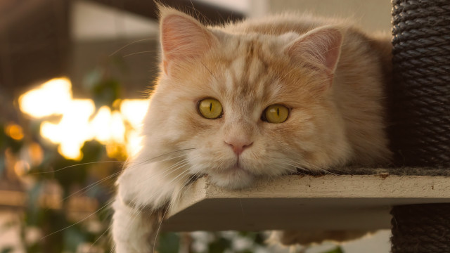 Cat yellow eyes ledge planter free wallpaper - medium preview image