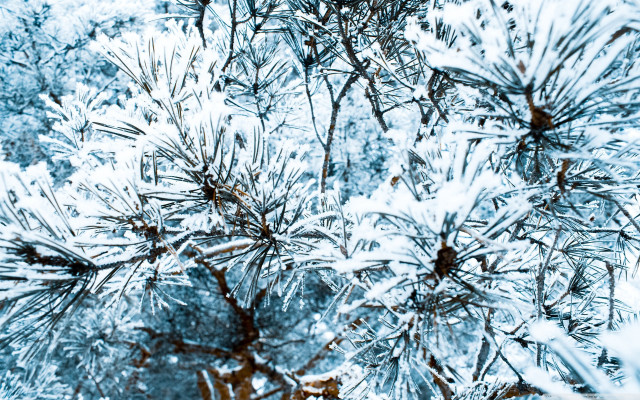 Pine snow branches fence winter free wallpaper - medium preview image