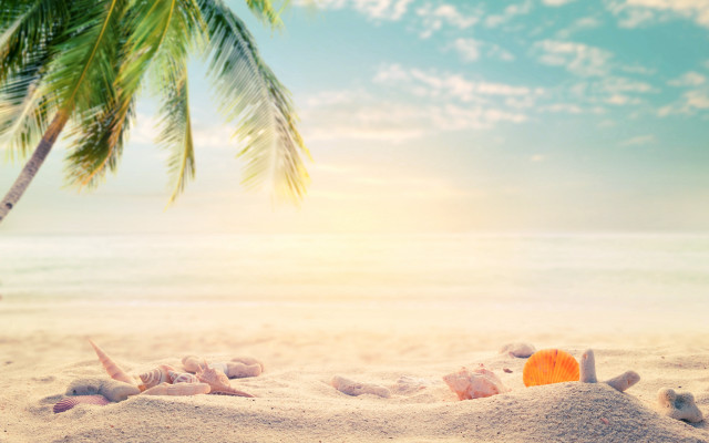 Beach palm tree life preserver free wallpaper for desktop - medium preview image