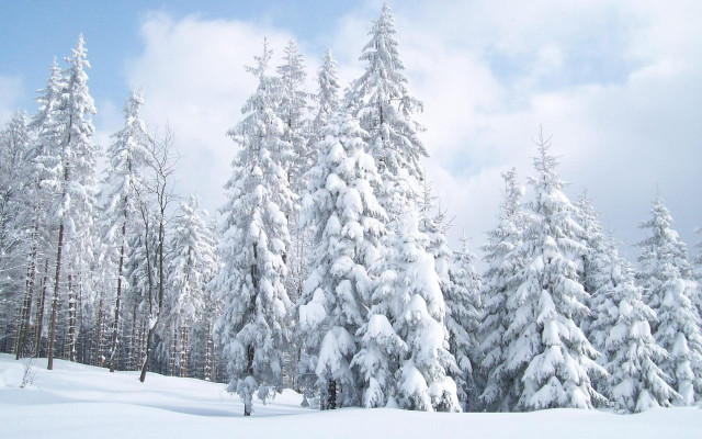 Snow covered forest trees clouds free wallpaper - medium preview image