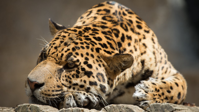 Leopard laying rock zoo carlos free wallpaper - medium preview image