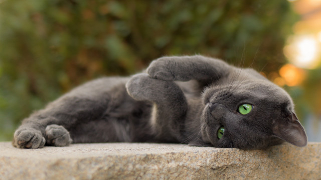 Cat rock outdoor glamorous bokeh free wallpaper - medium preview image