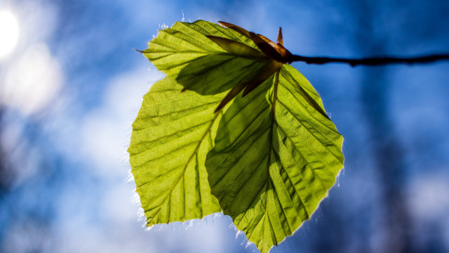 Green leaf wire blue sky free wallpaper - medium preview image