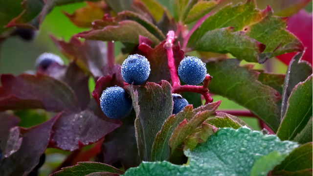 Blue berries green leaves macro free wallpaper - medium preview image