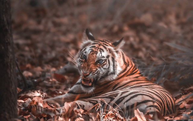 Tiger leaves woods open mouth free wallpaper - medium preview image