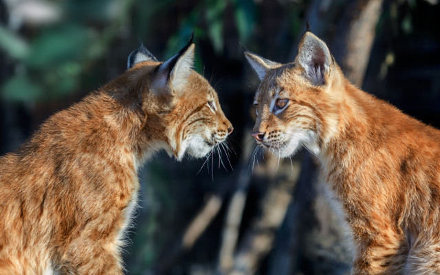 Cats woods closeup blurry depth free wallpaper - medium preview image