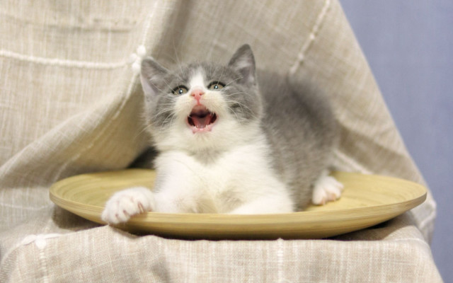 Kitten yawning plate chair curtain free wallpaper - medium preview image