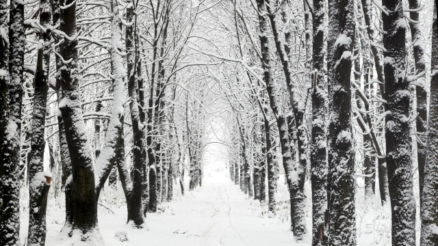 Snowy path forest trees snow free wallpaper - medium preview image