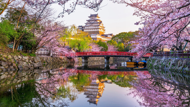 Bridge cherry blossoms pagoda cityscape free wallpaper - medium preview image