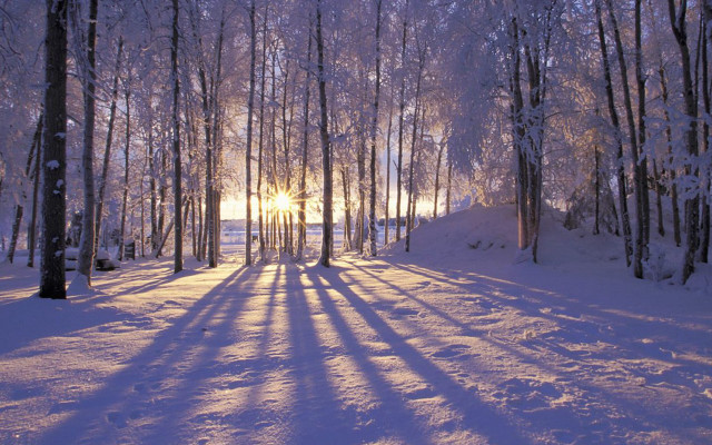 Snowy path forest sunlight trees free wallpaper - medium preview image
