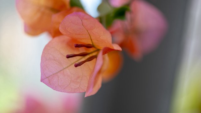 Flower pink nails macro shallow free wallpaper - medium preview image
