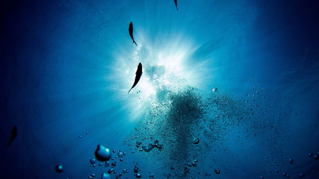 Ocean fish bubbles sunburst microscopic free wallpaper for desktop - medium preview image
