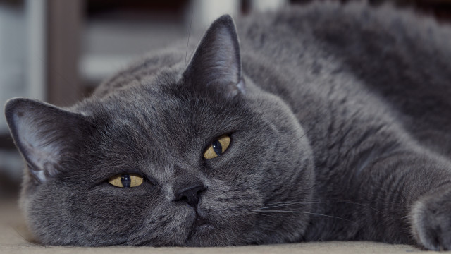 Gray cat sad look focus free wallpaper - medium preview image