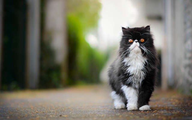 Black white cat orange eyes #2 free wallpaper - medium preview image