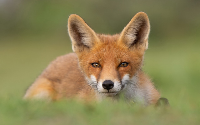 Red fox field blurry background free wallpaper - medium preview image