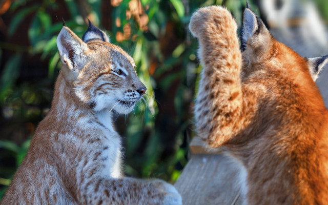 Lynx pair tree bushes bernd free wallpaper - medium preview image