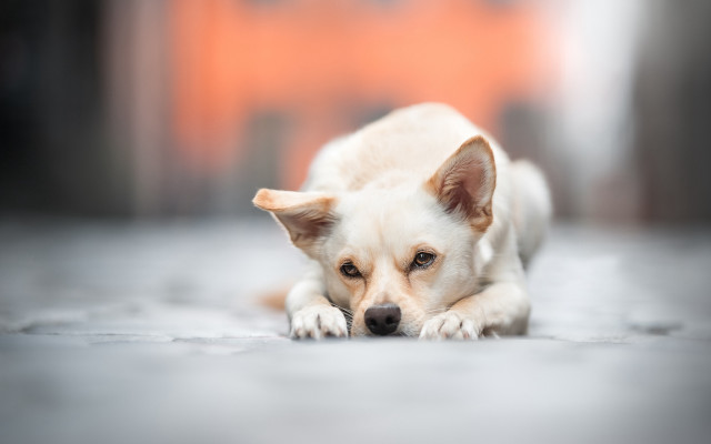 Sad shiba inu laying on free wallpaper - medium preview image