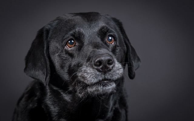 Black dog sad look serious free wallpaper - medium preview image