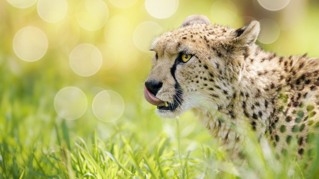 Cheetah standing grass open mouth free wallpaper - medium preview image