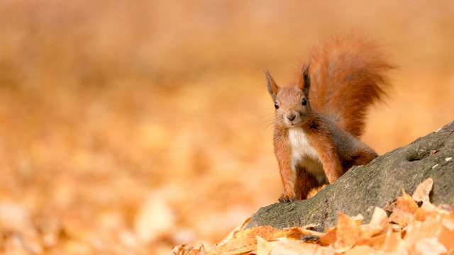 Squirrel rock woods autumn fire free wallpaper - medium preview image