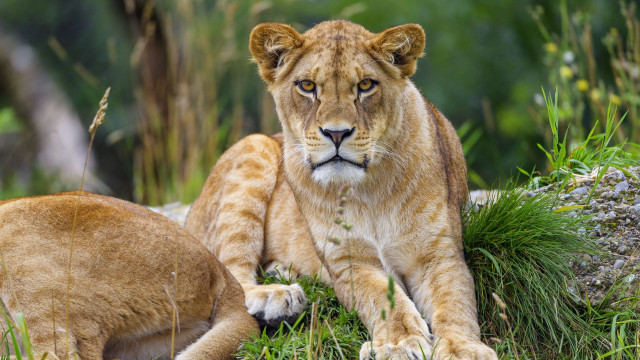Lion cub wildlife photography nature free wallpaper - medium preview image