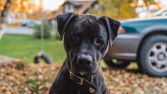 Black dog grass car tree free wallpaper - medium preview image