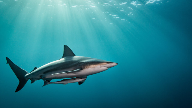 Shark ocean sunbeams fish water free wallpaper - medium preview image