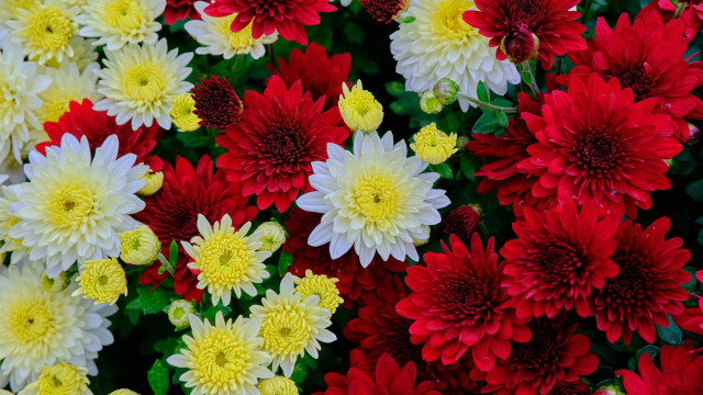 Flowers bouquet puzzle closeup vase free wallpaper - medium preview image