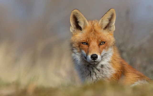 Red fox field blurry focus free wallpaper - medium preview image