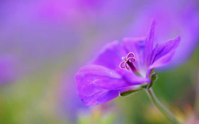 Purple flower green background macro #4 free wallpaper - medium preview image
