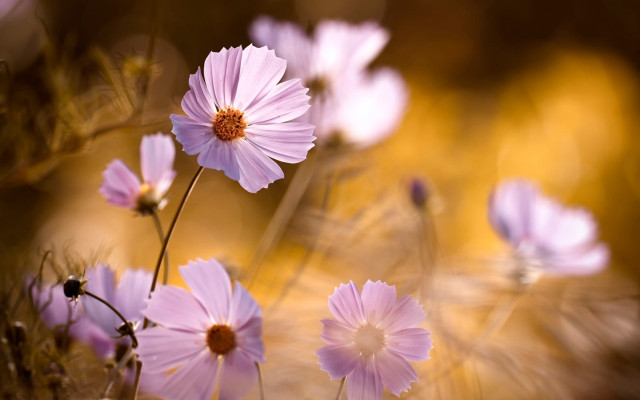 Pink flowers grass macro flower free wallpaper - medium preview image