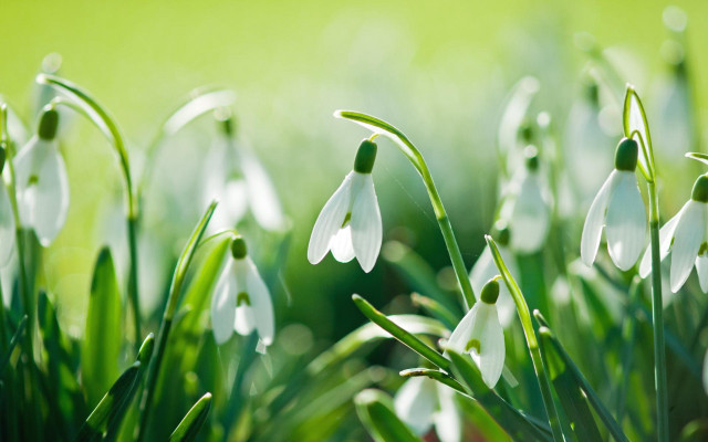 Close up flowers grass sunlight free wallpaper - medium preview image